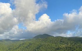 Tranquillité Vert